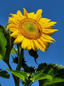 naturopathie kateri jouveaux vitalité tournesol