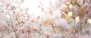 Frosty winter garden