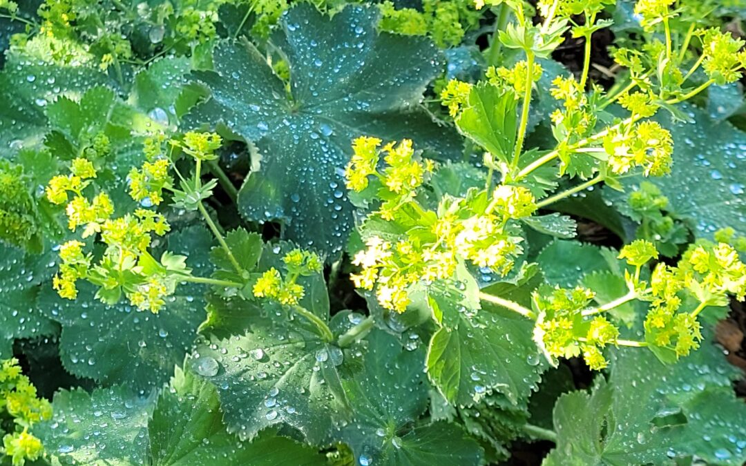 A comme : Alchemille commune, alchemilla vulgaris - Katéri