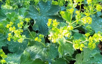 A comme : Alchemille commune, alchemilla vulgaris