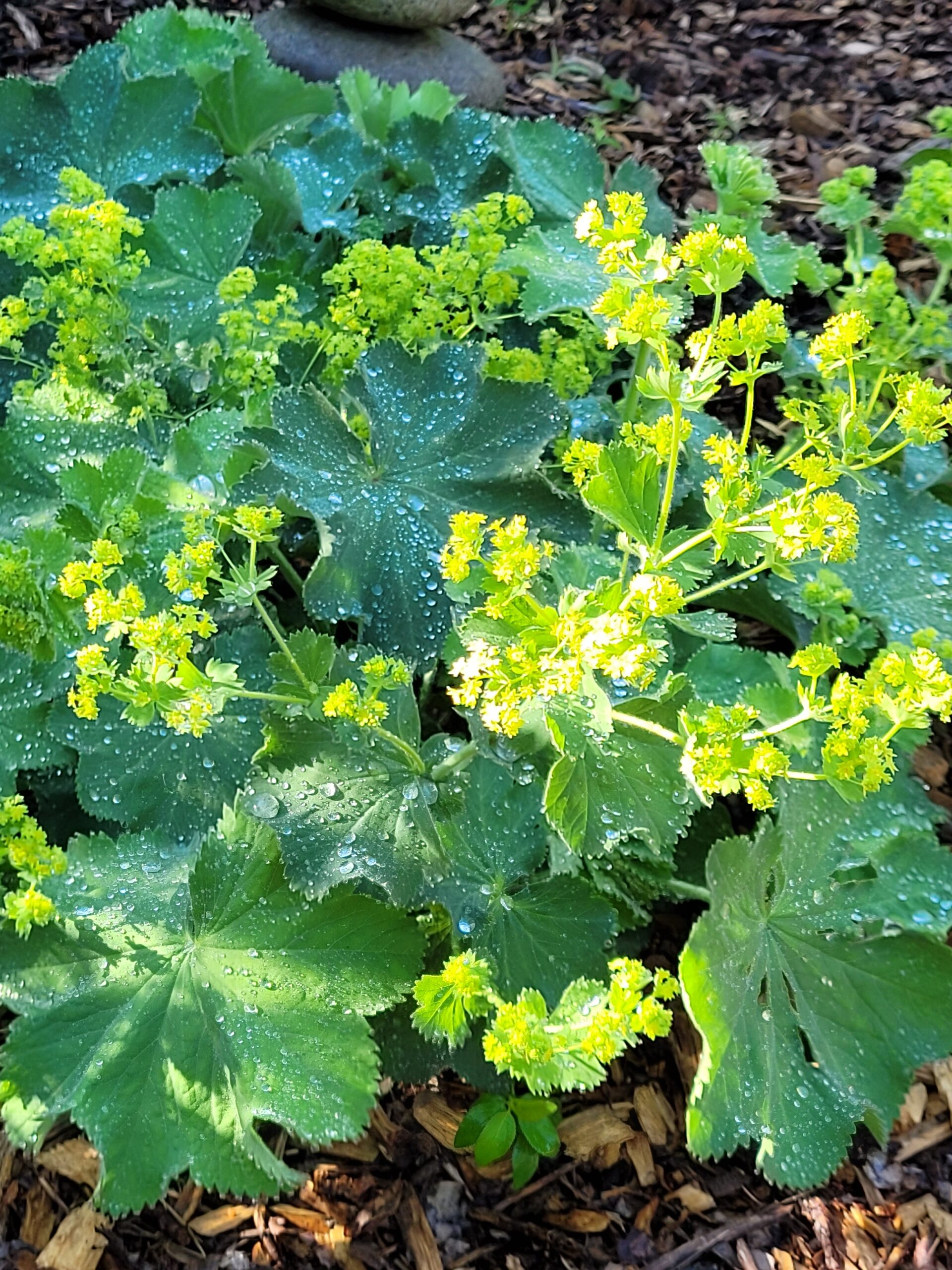 Plantes alchemilla en naturopathie