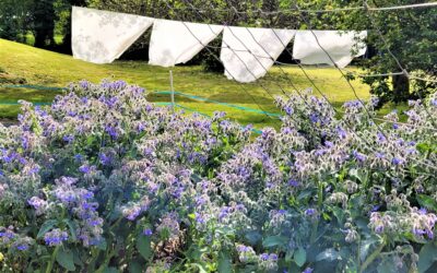 B comme Bourrache : Borago officinalis