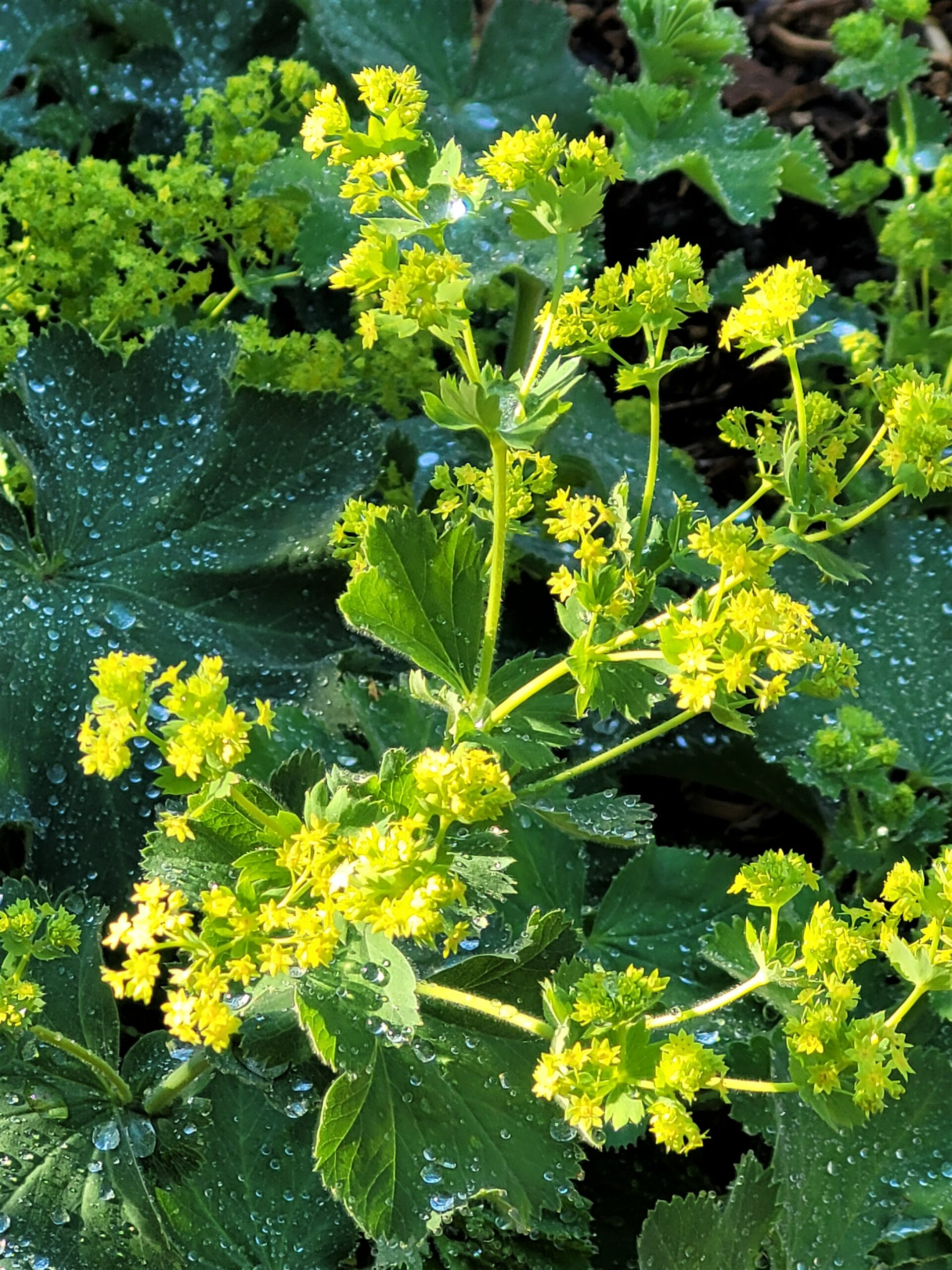 Alchemilla naturopathie 