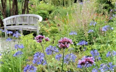 Les plantes de mon jardin médicinal 2023