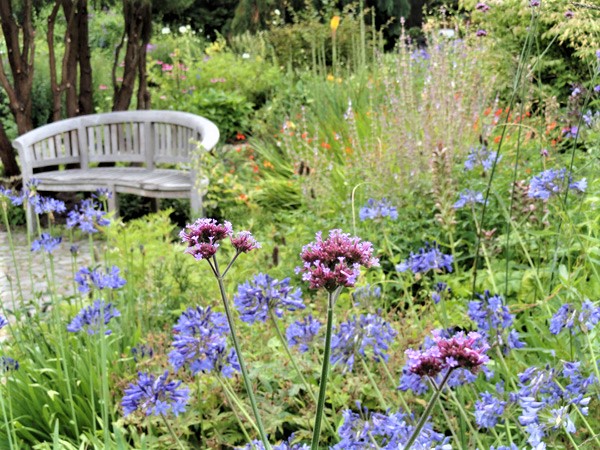 Les plantes de mon jardin médicinal 2023