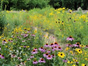 phytotherapie-naturopathie-Kateri-Jouveaux