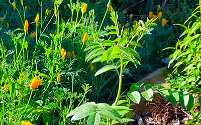 La réglisse : Glycyrrhiza glabra.